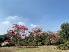 -东莞植物园