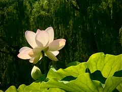 -莱西月湖公园