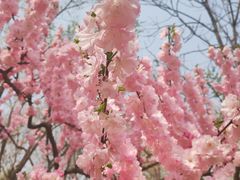 -大兴滨河森林公园