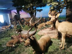 -国家自然博物馆