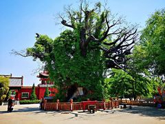 -大槐树寻根祭祖园