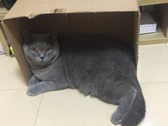 -顺德公美食(西乡店)
