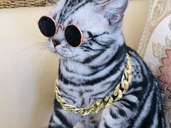 -猫大福·Fortune Cat猫舍(百子湾店)
