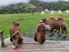-硗碛藏寨·神木垒景区