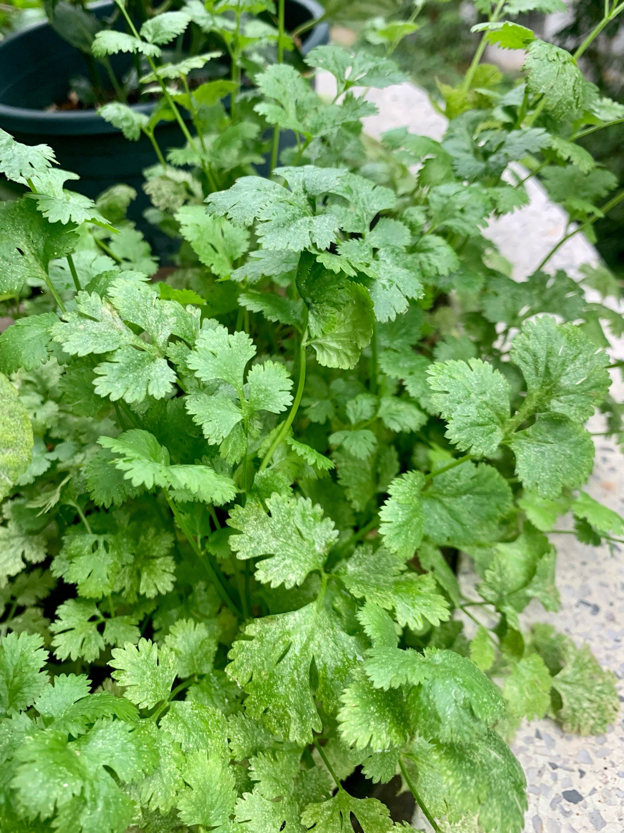 春天里都繁茂成长特别图四广东这边叫香花菜做法