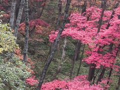 -关门山森林公园
