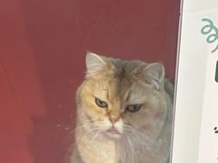 -和它·交个朋友·狗咖猫咖(爱琴海店)