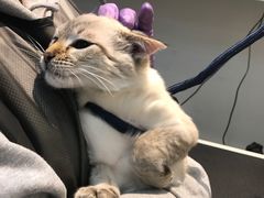 -PETKIT 小佩宠物·低压洗护·美容·寄养(安远店)