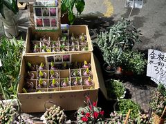 -循礼门鲜花花市(武汉循礼门店)