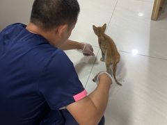 -乐琪宠物医院·犬猫专科·骨外科·急重症