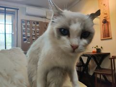 -楼上猫咖(罗湖店)