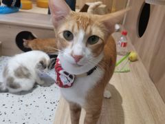 -Umiao与猫咖啡 猫咖