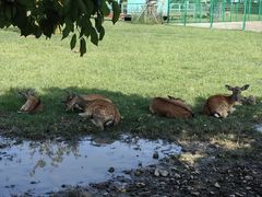 -苏州太湖西山岛开心农场