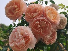 -人民公园(罗湖区)