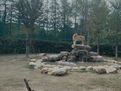 -上海野生动物园老虎餐厅