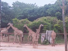 -深圳野生动物园