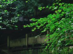 -宋宴(虎跑店)