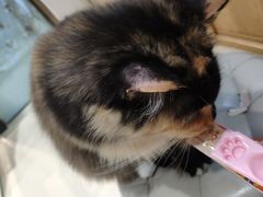 -藏猫猫咖啡主题馆(中央大道店)