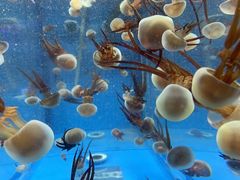 -海合安成都极地海洋公园