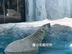 -珠海长隆海洋王国