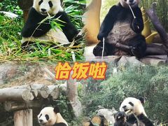 -广州长隆野生动物世界