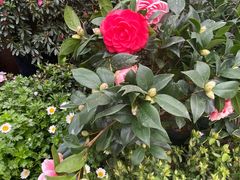 -金科花卉市场