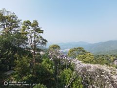 -梧桐山风景名胜区