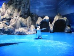 -青岛海底世界-水族馆