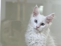 -青奢宠物·青奢猫舍