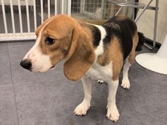 -有喵·猫咖·狗咖·40+猫狗有小奶狗(岗厦店)