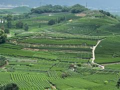 -龙坞茶村