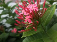 -马奴干岛