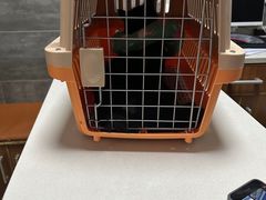 -美联众合宠物医院·爱萌分院·内外科·猫科中心