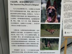 -三里屯东五街银杏大道