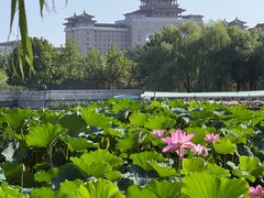 -莲花池公园