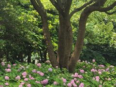 -上海滨江森林公园