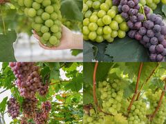 -金谷域澳洲庄园