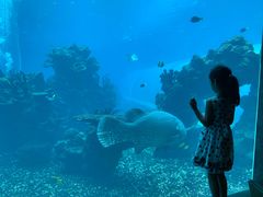 -海棠湾洲际-涛·海底餐厅·美人鱼·自助餐·海底隧道