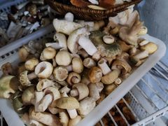 -抚仙湖生态石锅鱼野生菌(告庄店)