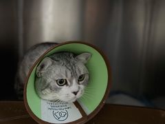 -乐派堂宠物医院·猫友好· 心脏科(东街店)