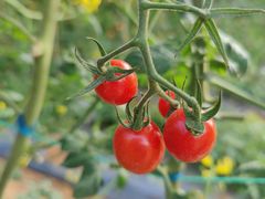 -光明小镇欢乐田园