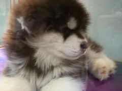 -乐宠宠物店(世纪金源店)