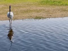 -黑龙江扎龙生态旅游区