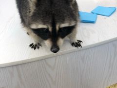 -浣熊柯尔鸭土拨鼠·电玩咖