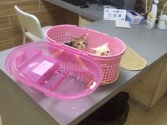 -爱侣宠医·鹦鹉专科·小型哺乳类·异宠专科(灵石路店)