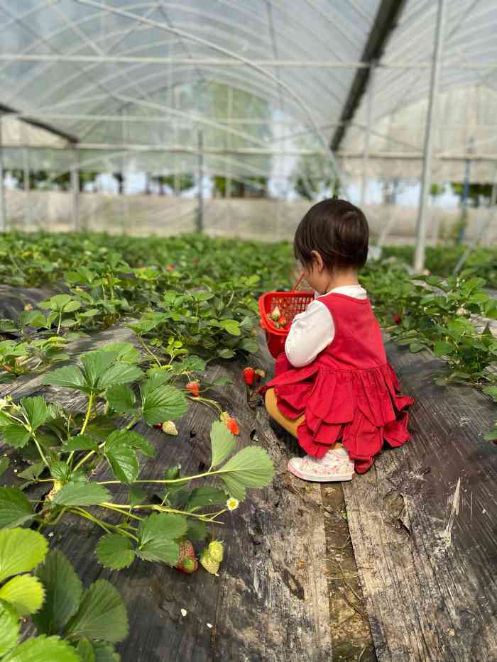 小吴奶油草莓园-"小长假第一天 想着带儿子采草莓去 发现家.