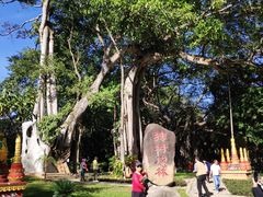 -瑞丽独树成林风景区