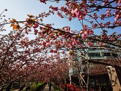 -高东镇樱花园