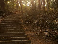 -上海佘山国家森林公园天马山园