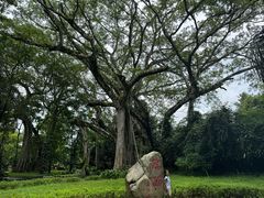 -瑞丽独树成林风景区